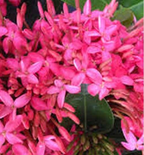 Ixora  pink -  রঙ্গন গোলাপী